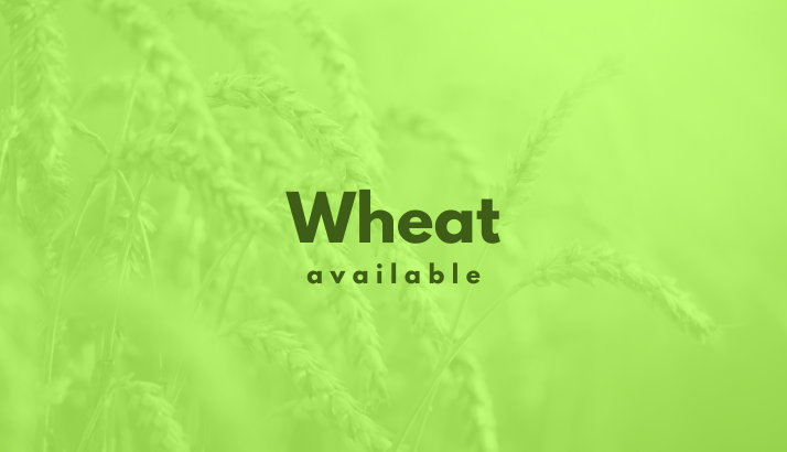 Wheat in progress
